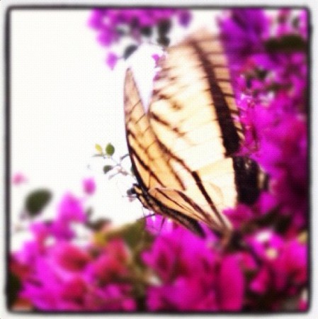 Nunca interrumpas el vuelo de la mariposa, se pierde & se confunde.